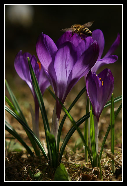 Krokus a včela