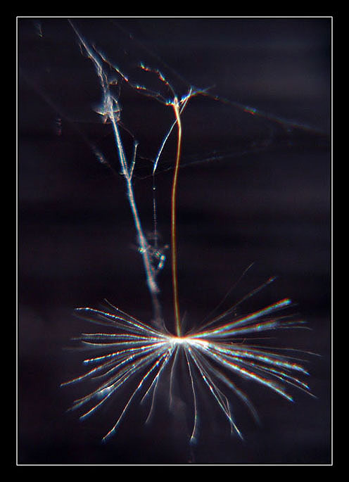 ..polapeno..