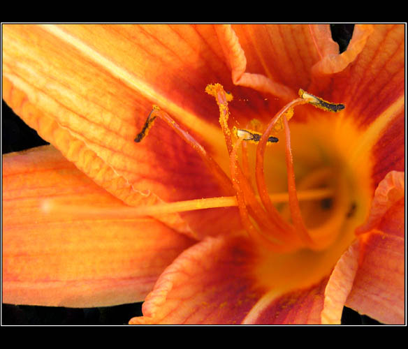 - lily -