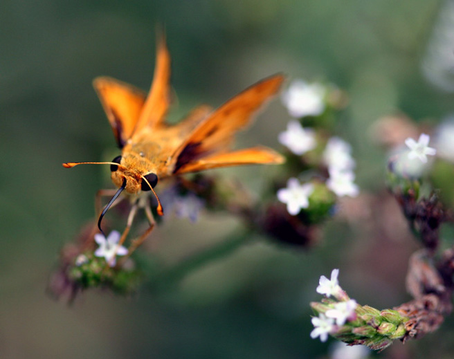  RANNÍ ŠÁLEK NEKTARU