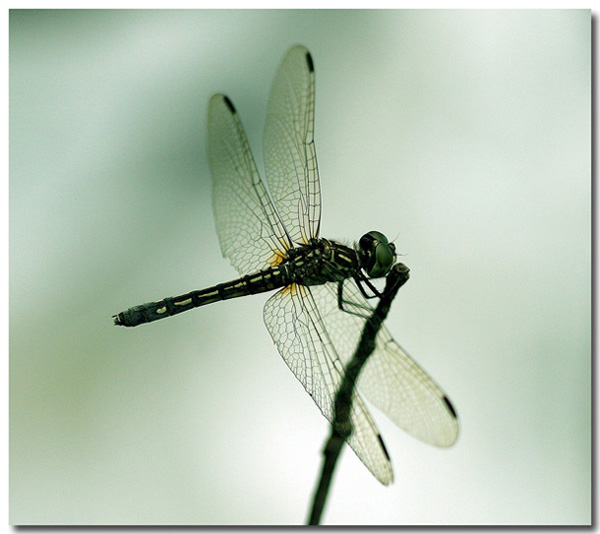 O D P O Č I N E K     P O    D L O U H É M    L E T U