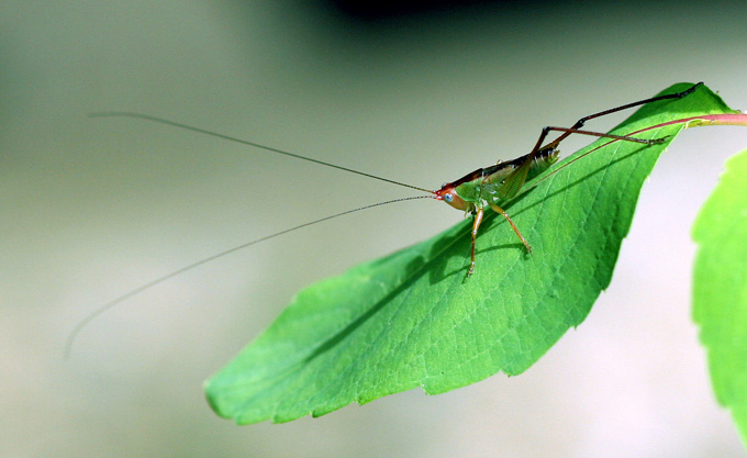 * * * RADIOAMATER * * *