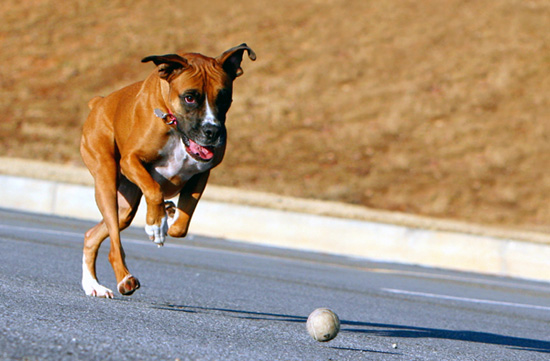 * Německý klokan *