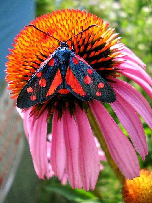 Vřetenuška obecná