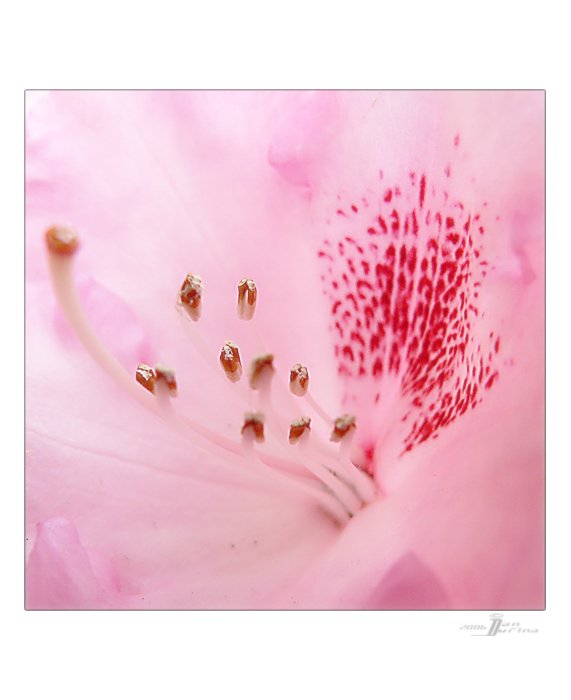 Rododendron