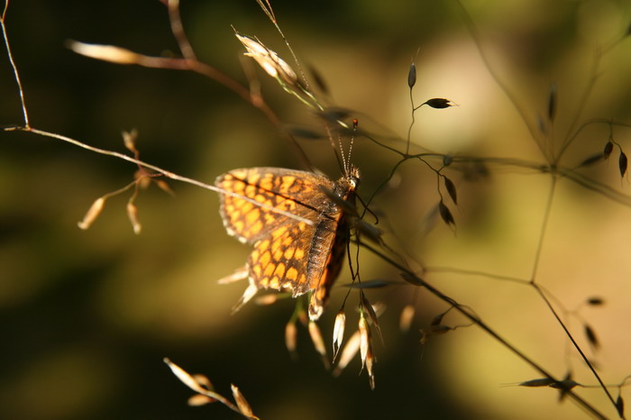 Motyl v Brdech