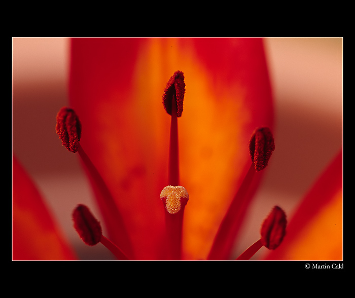 Červená,červená..když jí hladím ramena...:)