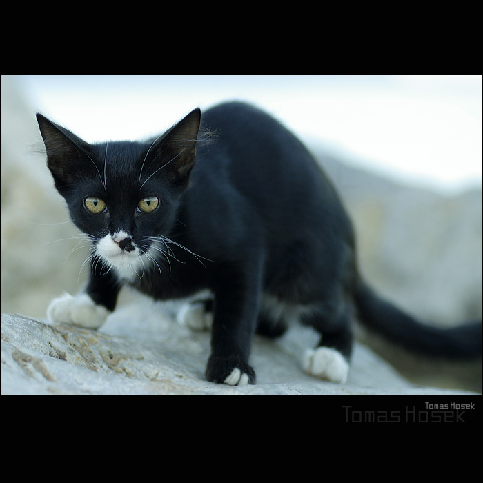 Black & White panther