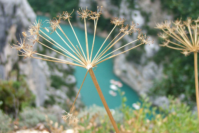 Provence...