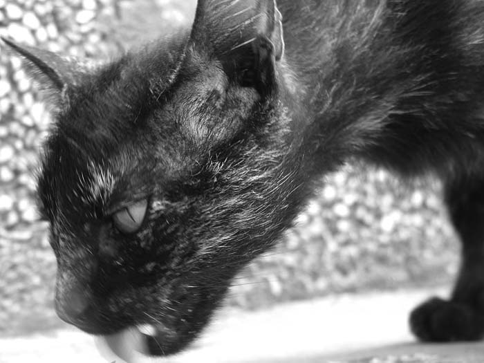 Tygr z Černé Hory