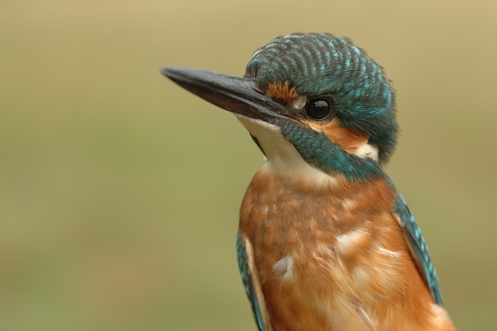 Ledňáček (vykulený)