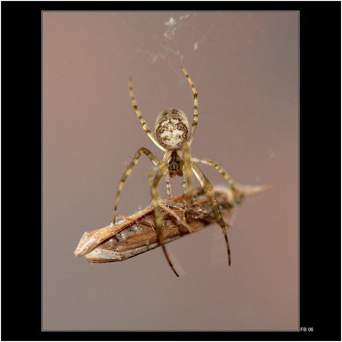 *** pavouk a jeho obět ***