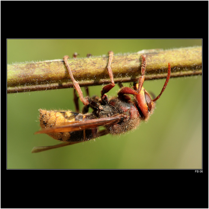 *** Toníček na větvi ***