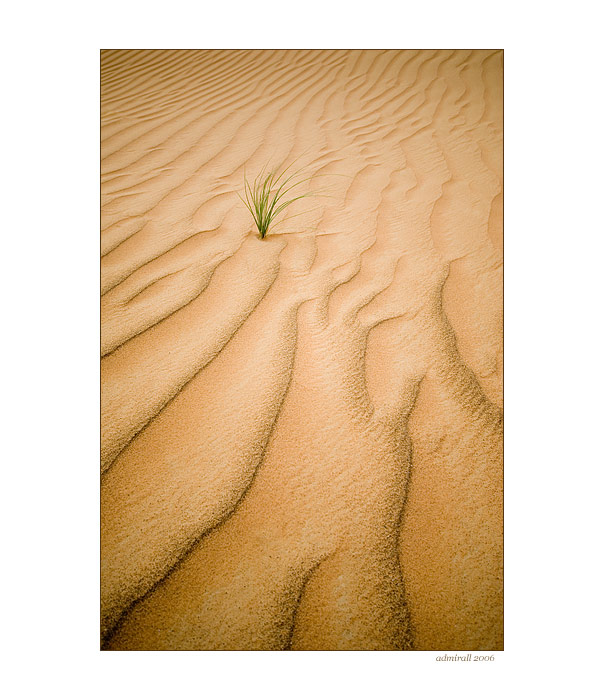 V piesočných dunách