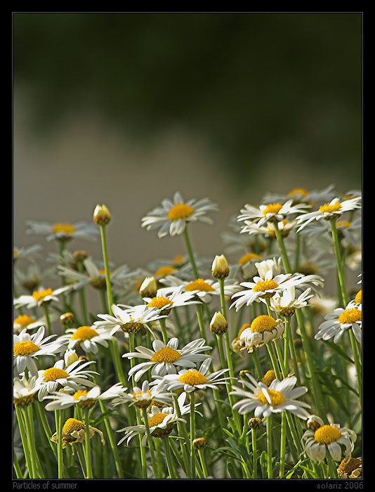 Particles of summer