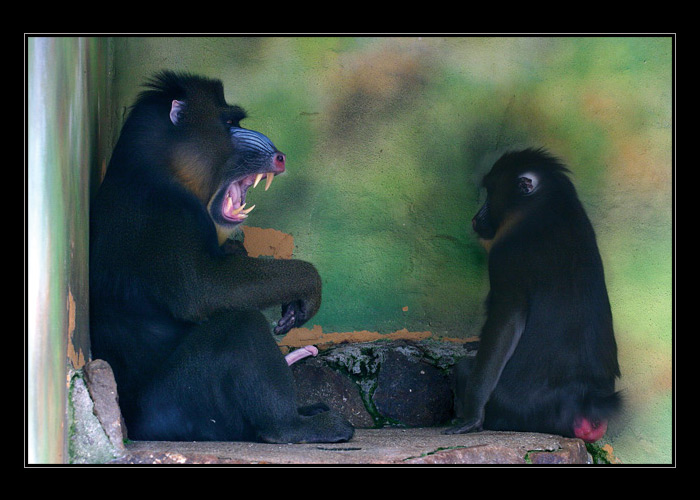 *** když se řekne Érekce * * *