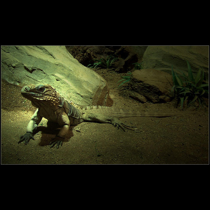Drak II
