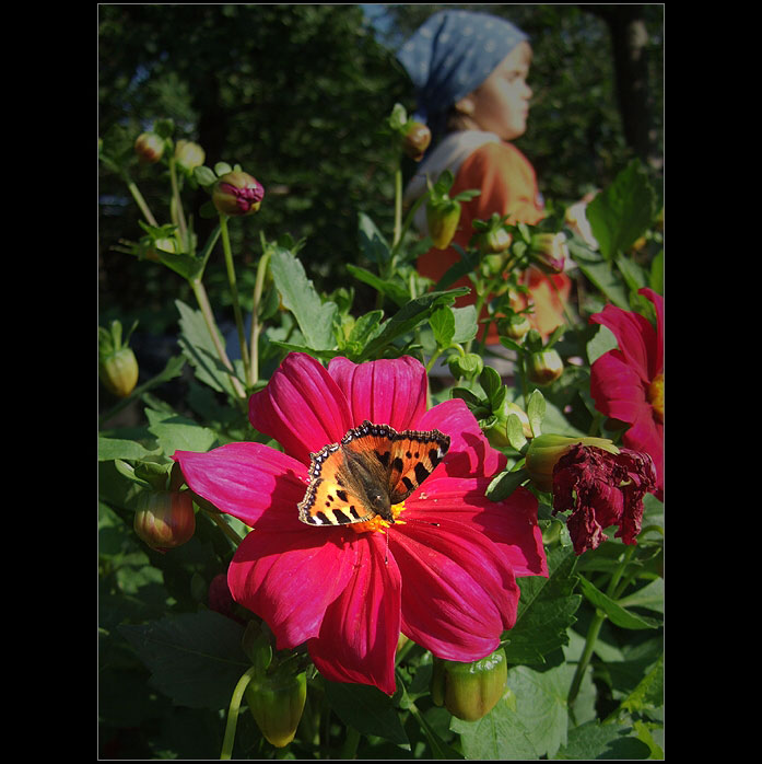 Kdepak ten motýl jenom je?