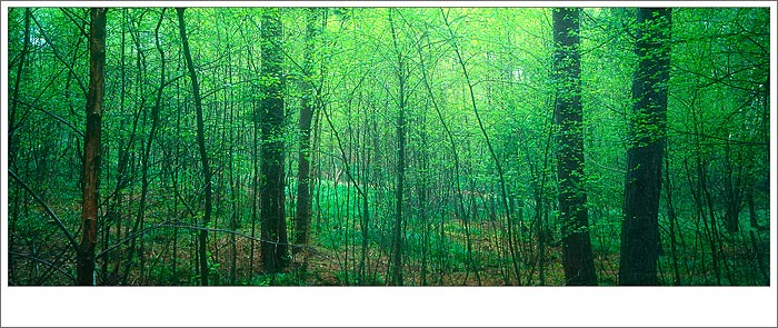 Jarni les | Sussex | UK