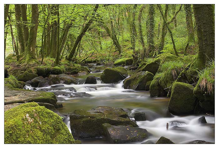 Golitha Falls | Cornwall | UK