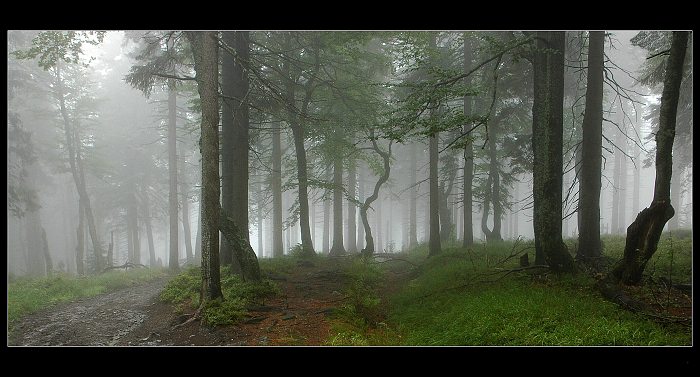 Ranní zamlžená melancholie