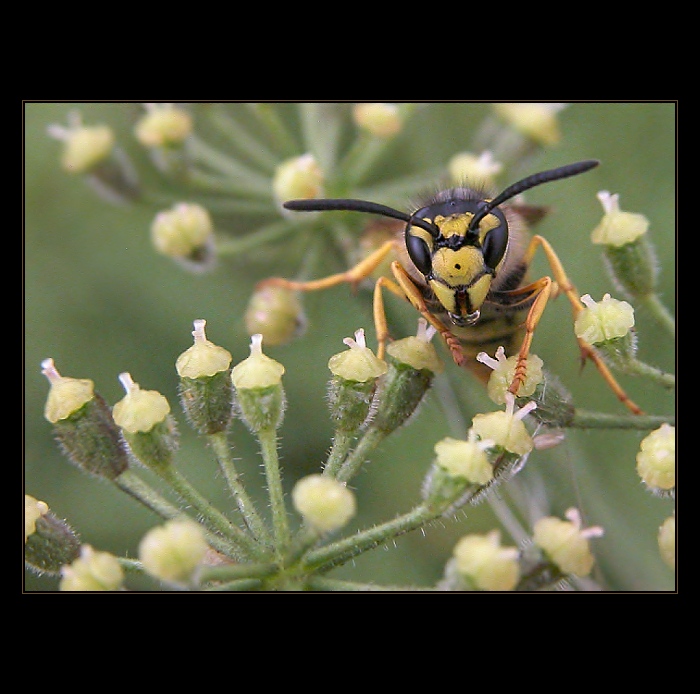... tváří v tvář ...