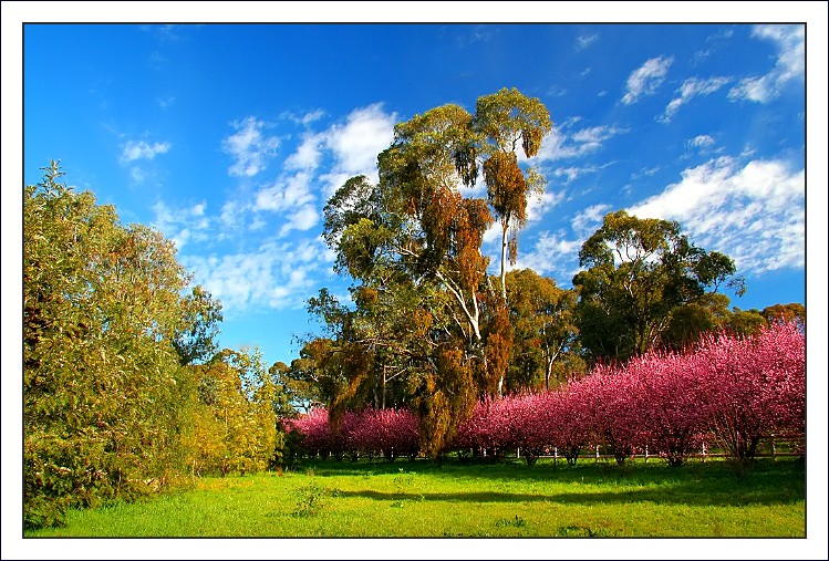 Keře v plném rozkvětu