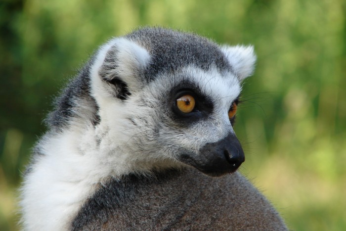 Lemur  kata