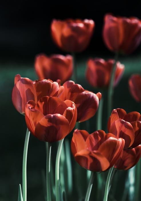 tulipánová