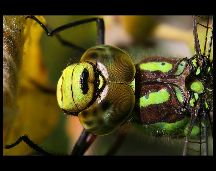 šídlo modré (Aeshna cyanea)