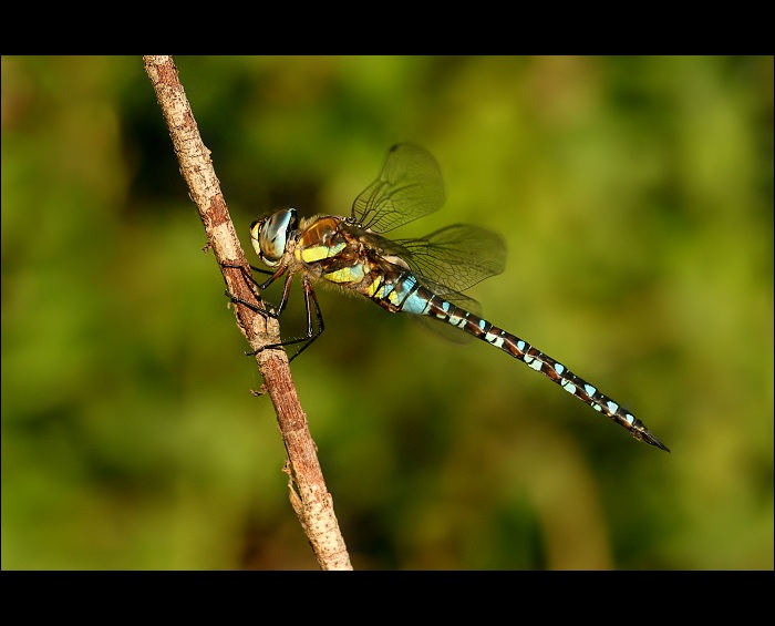 Aeshna mixta/šídlo pestré