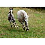 ***Radost z pohybu***