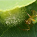 Křižák zelený, hnízdečko budující...