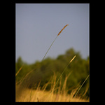 - nature -