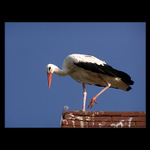 - uf to je výška -