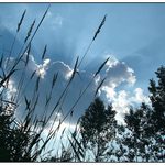 Troška trávy,stromů a slunce...