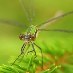 Šídlatka páskovaná