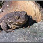 Čekání na polibek