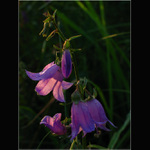 Plačící zvonky při soumraku dne