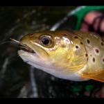 Potočák na chrostíka