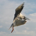 Rackovka po 3tí, nebo-li vidím kus chleba a brzdím