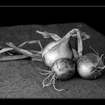 cibule II