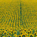 žluté mozky na přehlídce