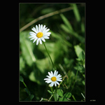 Two (II)