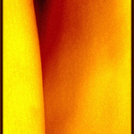 amaril