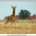 Srnec u Lipan