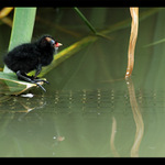 Konec oškliveho kačatka