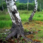 Roztančené břízky