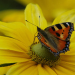 Babočka kopřivová na artyčoku