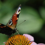 Babočka paví oko na baru Echinacea
